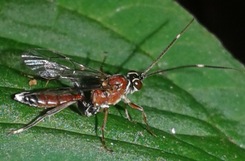 Ichneumonidae da ID 5